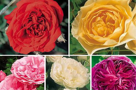 Scented Rose Collection x 5!