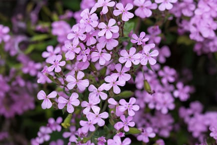 Everlasting Perennial Collection - 30 Plants