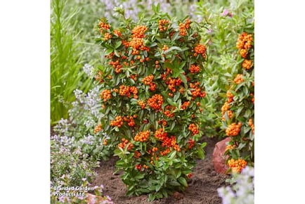 Pyracantha 'Orange Star' Plants - Thorn-Free Delight!