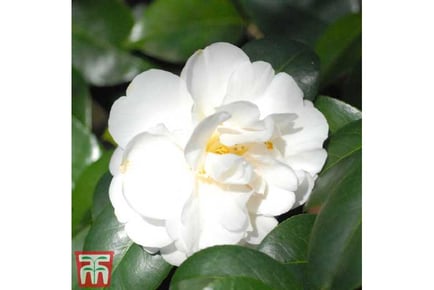 Exquisite Camellia Silver Anniversary