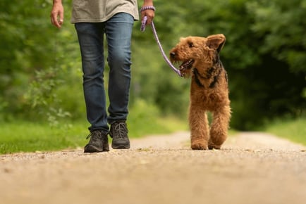 CPD Certified Dog Walking Course