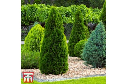 5 Mixed Conifer Plants