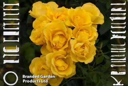 Grandma's Delight: Golden Rose Plant