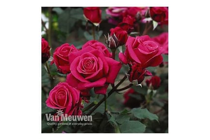 Rose Home Florist Timeless Charisma