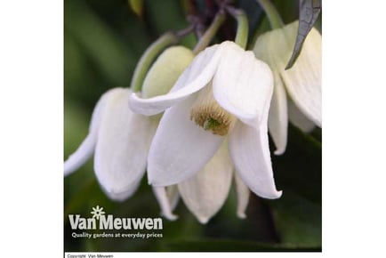 Winter Flowering Clematis + Tower Pot