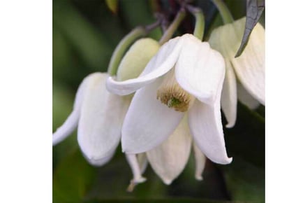 Enchanting Winter Flowering Clematis & Tower Pot