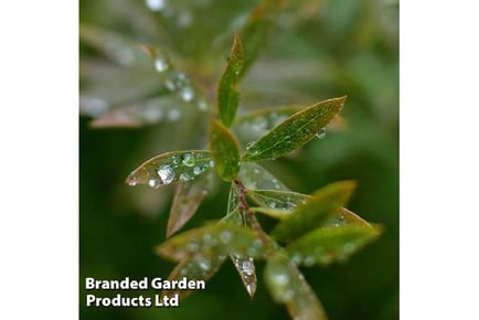 Charming Salix Purpurea Nana Shrubs