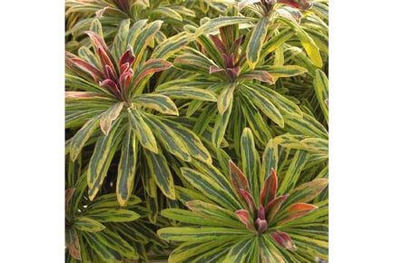 Euphorbia Ascot Rainbow - Stunning Seasonal Color Plants