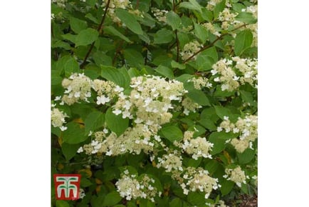 Up to 3 Hydrangea paniculata Kyushu