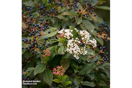 1 or 2 Viburnum Tinus Plants