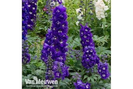 Upto 3 Delphinium Magic Fountain Plants