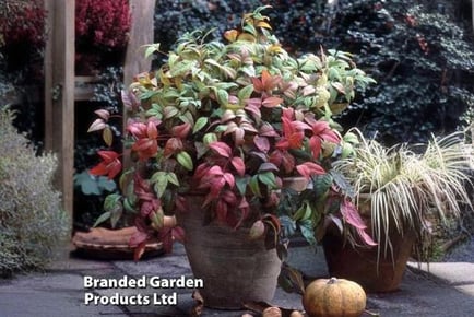 Nandina domesitca Fire Power Plants