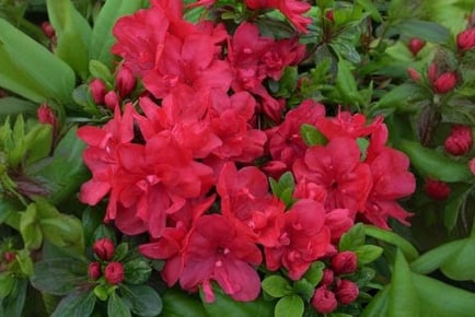 Azalea Japonica - Mother's Day Special