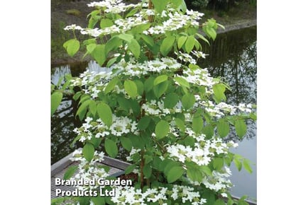 Viburnum Kilimanjaro Sunrise Plants