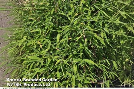 1 or 2 Bamboo Murieliae Plants