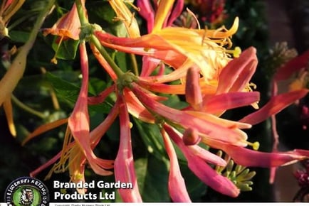 Honeysuckle Gold Flame Plant Trio