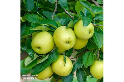 Charming Dwarf Apple & Pear Trees