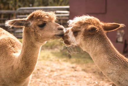 60 Minute Alpaca Trek for up to 4 at Edenmill Farm, Glasgow