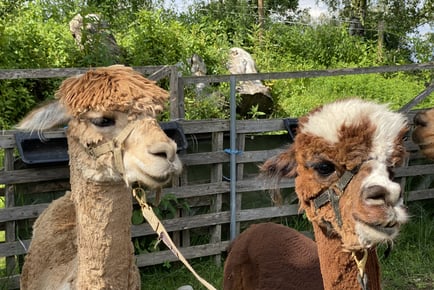 2-Hour Pennybridge Farm Alpaca Meet & Great Experience For 2 - Surrey! PRICE DROP!