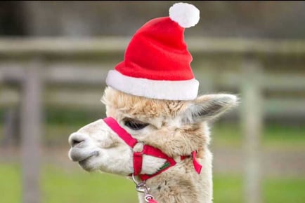 2-Hour Pennybridge Farm Alpaca Meet & Great Experience For 2 - Surrey!