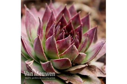 5 or 10 Mini Succulent Plants