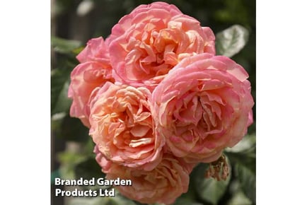 1 or 2 Climbing Rose Peach Melba Plants