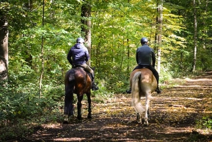 Horse Riding Lesson & £10 Voucher - Alvington - 1 or 2 Hours