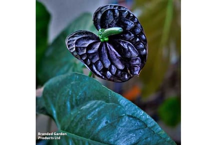 Anthurium 'Black Love' Houseplant x 1