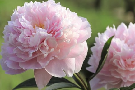 3 or 6 Mixed Peony Plants