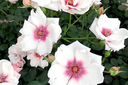 Chawton Cottage Climbing Rose