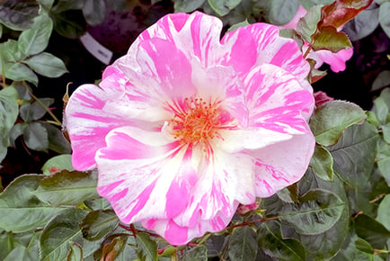 Rose 'Patricia Boe' Plant