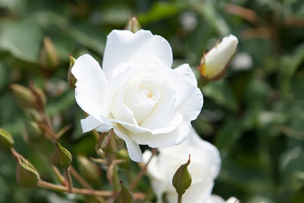 'Snow White' Potted Rose Plant