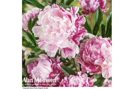 1 or 3 Peony Candy Stripe Plants