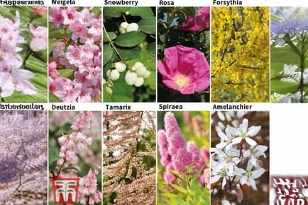 up to 24 Mixed Bare Root Shrub Plants