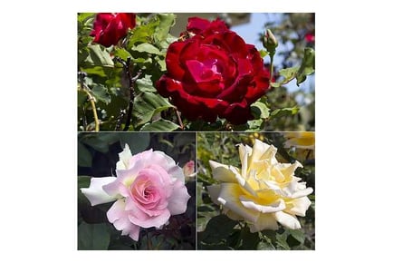 Hybrid Tea Rose Collection - 3 Plants