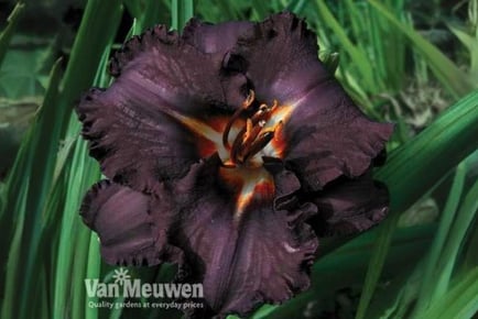 up to 6 Hemerocallis Black Magic