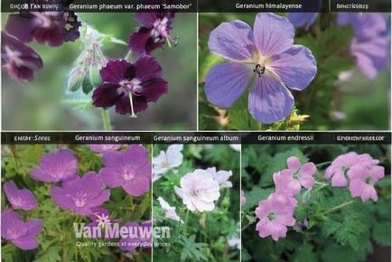 5 or 10 Geranium Mixed Bare Root Plants