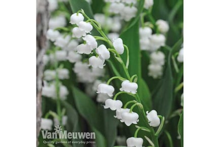 Upto 20 Lily of the Valley Pink & White