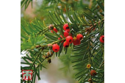 Yew Bare Root Hedging Plants - Evergreen Elegance