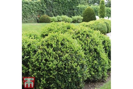 up to 100 Buxus Box Hedging Plants