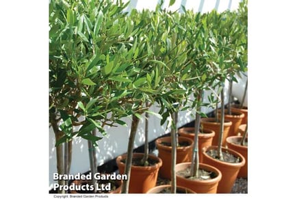 Evergreen Olive Standard Trees