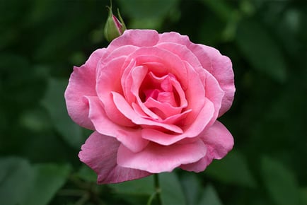 Potted Rose 'Queen Elizabeth'!