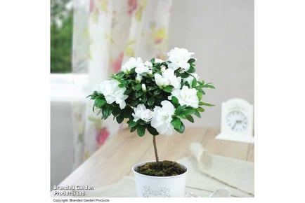 1 or 2 White Azalea Standard Houseplants