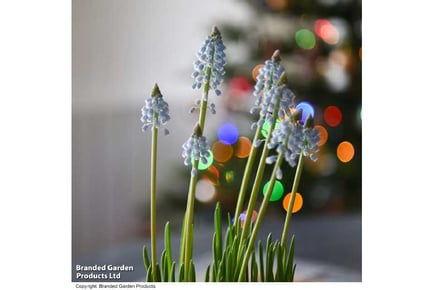 1 or 2 Muscari 'Early Bird' in Zinc Pot