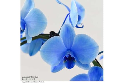 Blue Phalaenopsis 2 stem Orchid