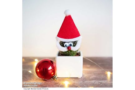 1 or 2 Cactus with Santa Hat and Face