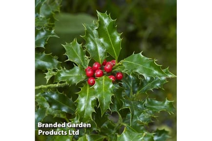 A Pair of Holly 'Green Alaska' Trees