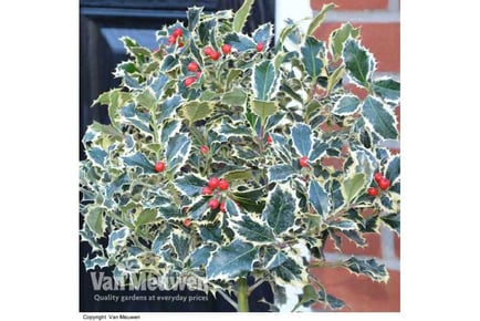 A Pair of Holly Argentea Marginata Trees