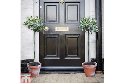 A Pair of Holly 'Golden King' Trees