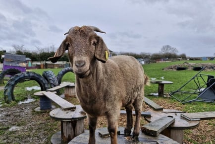 Goat Walking Experience with Cream Tea for 2 - Lincolnshire